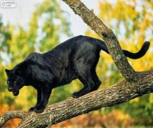 puzzel Panther zwart op een tak van een boom