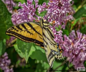 puzzel Papilio canadensis vlinder