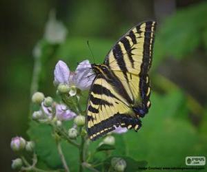 puzzel Papilio glaucus, vlinder inheems in oostelijk Noord-Amerika