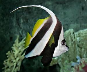 puzzel Pennant coralfish