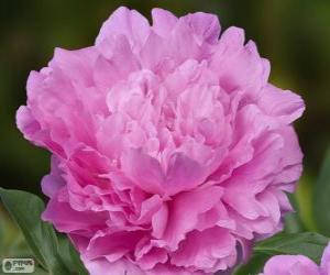 puzzel Peony Dinner plate