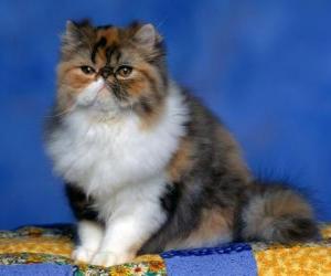 puzzel Persian Kitten