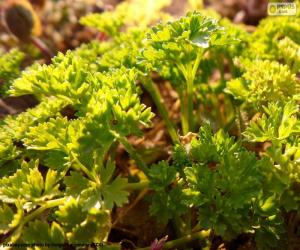 puzzel Peterselie de plant