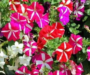 puzzel Petunia bloemen