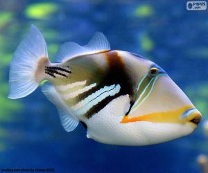 puzzel Picasso triggerfish