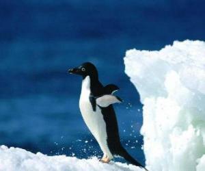 puzzel Pinguïn over de sneeuw in de Antarctica