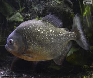 puzzel Piranha