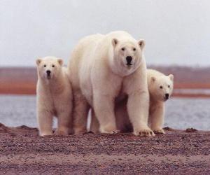 puzzel Polar Bear Family