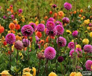 puzzel Pompom Dahlia