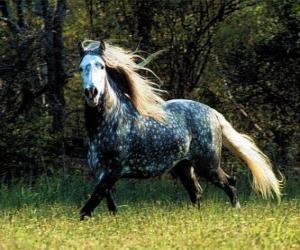 puzzel Prachtig paard met lange manen en lange staart