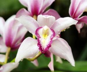 puzzel Prachtige orchideeën