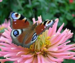 puzzel Prachtige vlinder met vleugels wijd open