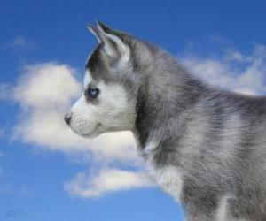 puzzel Puppy, Siberische Husky