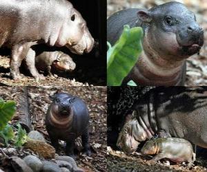 puzzel Pygmy Hippo op Taronga Zoo
