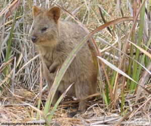 puzzel Quokka