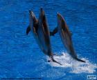 Groep dolfijnen springen