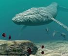 Walvis, zwemmen op de bodem van de zee