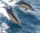 Puzzel van twee dolfijnen springen in de zee