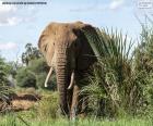 Een grote olifant in de wildernis