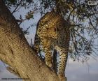 Luipaard op de tak van een boom