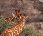 Twee giraffen die bladeren eten