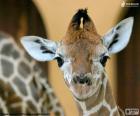 Hoofd van jonge giraffe