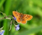 Vlinder vliegen naar een bloem