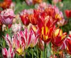 Tulpen van verschillende kleuren op het gebied