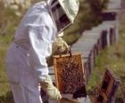 Imker of apiarist werken met de speciaal pak in de korf te verzamelen honing