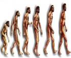 Volgorde van de menselijke evolutie van Australopithecus Lucy tot de moderne mens passeren onder andere door mannen van Heidelberg, Beijing, Neanderthalers en Cromagnon