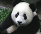 Mooi model van Beer panda met zijn zwart-witte vacht