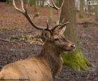 Mannelijke rode herten in het bos