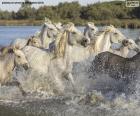 Kudde wilde paarden door het water