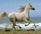 Witte paard galopperen over het strand