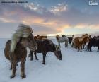 Een kudde wilde paarden in de besneeuwde weide tijdens een koude winter