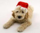 Elegant puppy voor Kerstmis feesten met een hoed