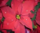 Groep kerstster