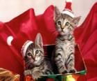 Twee kittens met Santa Claus hoed in een geschenkdoos