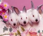 Drie konijnen