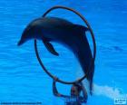 Dolfijn springt door een hoepel