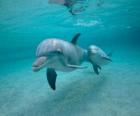 Dolfijn met een jong zwemmen in de zee