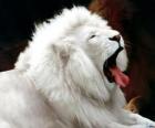 Lion witte