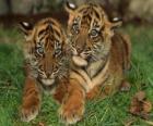 Jonge tijgers