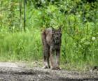 Euraziatische lynx of los met sterke benen, lange oren, korte staart en gevlekte vacht