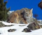 Volwassen lynx in een landschap van rotsen en vegetatie