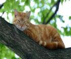 Cat rustend op de tak van een boom