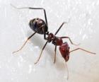 Mier, een insect dat bestaat vrijwel overal in de wereld