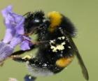 Hommel, bromvlieg, een robuust, harige insecten