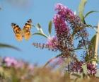 Vlinder vliegen over bloemen