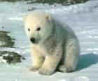 Jonge ijsbeer